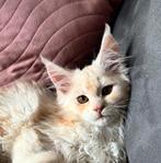 Maine coon kittens met stamboom, Dieren en Toebehoren, Katten en Kittens | Raskatten | Langhaar, Meerdere dieren, Gechipt, 0 tot 2 jaar