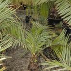 Jubaea Chilensis - Kokospalm g61076, Tuin en Terras, Planten | Tuinplanten, Ophalen of Verzenden