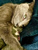 Blauwe Rus, 0 tot 2 jaar