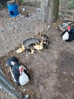 (Kaapse eenden 7 jongen ), Meerdere dieren, Kip