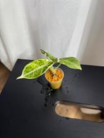 Alicasia Nijna Albo variegata, Huis en Inrichting, Kamerplanten, Ophalen of Verzenden, Halfschaduw, Minder dan 100 cm