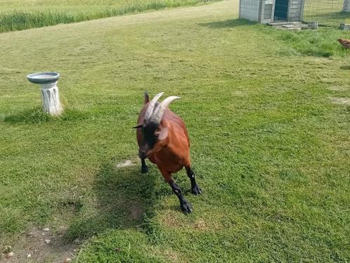 Lief tam bokje. Zoekt een nieuw huisje, Dieren en Toebehoren, Schapen, Geiten en Varkens, Geit, Mannelijk