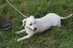 WINNIE LIEF SPEELS, TEEFJE, MALTIPOO,  ZOEKT WARM THUIS, Dieren en Toebehoren, Honden | Chihuahua's en Gezelschapshonden, 6 jaar of ouder