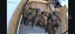 Mechelse herder pups met stamboom., Dieren en Toebehoren, Honden | Herdershonden en Veedrijvers, Rabiës (hondsdolheid), 8 tot 15 weken