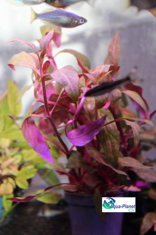 Waterplanten "Actie", Dieren en Toebehoren, Vissen | Aquaria en Toebehoren, Nieuw, Plant(en), Steen of Hout, Ophalen of Verzenden