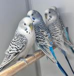 Texas clearbody koppels en pop, Dieren en Toebehoren, Vogels | Parkieten en Papegaaien, Meerdere dieren, Parkiet