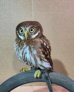 Braziliaans dwerguiltje uil, Dieren en Toebehoren, Mannelijk