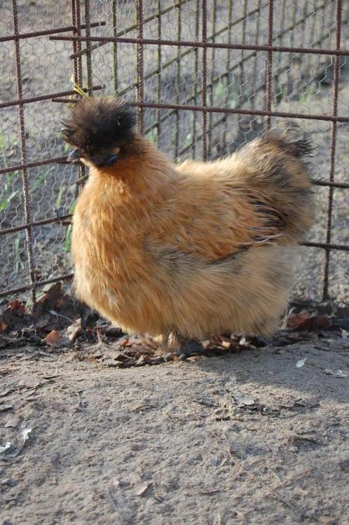 BROEDEIEREN ZIJDEHOENDER KIPPEN USA TYPE, Dieren en Toebehoren, Pluimvee, Kip, Geslacht onbekend