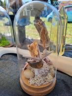 Zeedieren taxidermie display, stolp, zeepaardje, Huis en Inrichting, Ophalen of Verzenden, Zo goed als nieuw