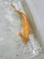 Karashi Koi, Dieren en Toebehoren, Karper of Koi