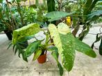 Philodendron Jose Buono - Zeldzame Kamerplant, Huis en Inrichting, Overige soorten, In pot, Minder dan 100 cm, Groene kamerplant