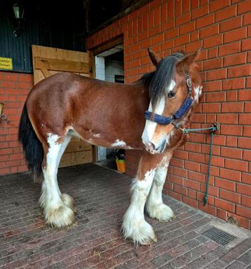 Clydesdale 14 j. beschikbaar voor biedingen