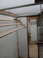 Groenlingen 8 stuks, Dieren en Toebehoren, Meerdere dieren