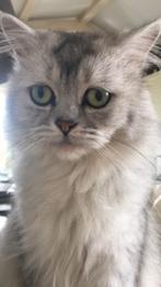Dekkater Britse Korthaar (aub niet te koop - not for sale), Dieren en Toebehoren, Katten en Kittens | Dekkaters, 6 jaar of ouder