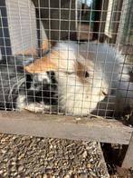 Jonge konijntjes te koop, 100% hangoor, Dieren en Toebehoren, Meerdere dieren, Klein, Hangoor, 0 tot 2 jaar