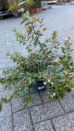Abelia grandiflora nu 25% korting van €6 nu voor €4,50, Ophalen, Overige soorten, Minder dan 100 cm