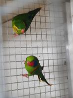 Pop Roodflanklori beschikbaar, Dieren en Toebehoren, Vogels | Parkieten en Papegaaien, Meerdere dieren, Papegaai, Geringd