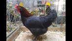Gevraagd broedeieren marans kriel, Dieren en Toebehoren, Pluimvee, Geslacht onbekend, Kip