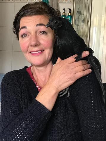 TKP: broedeieren van Ayam C. Duitse Faverolles,Orpington etc beschikbaar voor biedingen