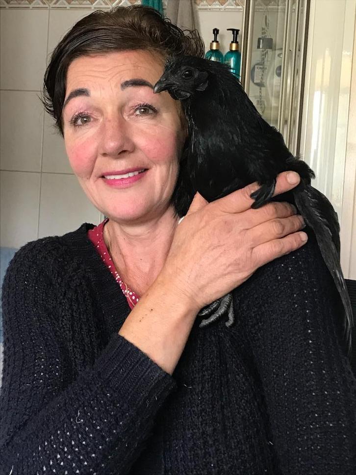 TKP: broedeieren van Ayam C. Duitse Faverolles,Orpington etc, Dieren en Toebehoren, Pluimvee, Kip, Meerdere dieren