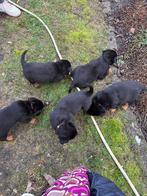 Rottweiler pups te koop, België, Particulier, Reu, 8 tot 15 weken