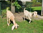 Nubische geiten te koop, Dieren en Toebehoren, Schapen, Geiten en Varkens, Vrouwelijk, Geit, 0 tot 2 jaar