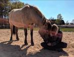Leaser gezocht in Schaijk, Dieren en Toebehoren, 2 of 3 paarden of pony's