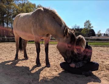 Leaser gezocht: genieten van twee paarden én de natuur beschikbaar voor biedingen