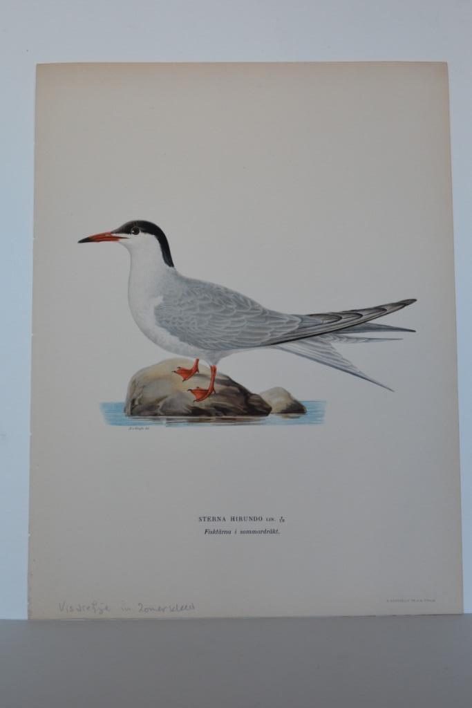 VISDIEFJE STERNA HIRNDO ZOMERKLEED Vogel Mooie Litho VB5, Antiek en Kunst, Kunst | Litho's en Zeefdrukken, Verzenden