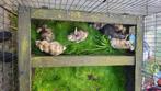 Baby konijntjes, Dieren en Toebehoren, Konijnen, Klein, Meerdere dieren, 0 tot 2 jaar