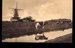 Amsterdam-Noord, Nieuwendam, Molen met vee, ca. 1928, Ophalen of Verzenden, 1920 tot 1940, Ongelopen, Noord-Holland