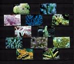 tuvalu 2006 pf serie koralen koraal zeeleven coral, Ophalen of Verzenden, Postfris, Dier of Natuur