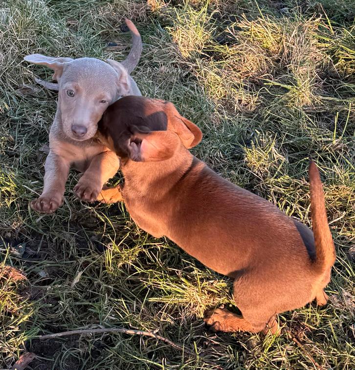 Jack russel x teckel, Dieren en Toebehoren, Honden | Teckels en Dashonden, Meerdere dieren, Korthaar, Standaard, Fokker | Hobbymatig