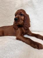 💕 Ierse Setter Reutje 💕, Dieren en Toebehoren, Rabiës (hondsdolheid), Reu, 8 tot 15 weken, Eén hond