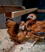 Wyandotte krielen, Dieren en Toebehoren, Pluimvee, Meerdere dieren, Kip