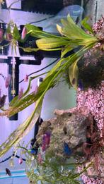 Betta,s te koop, Vis