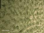 Fur grasgroen, Overige materialen, 120 cm of meer, Ophalen of Verzenden, Nieuw