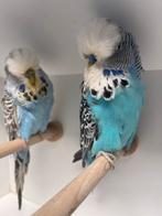 Engelse grasparkieten, Dieren en Toebehoren, Vogels | Parkieten en Papegaaien, Meerdere dieren, Parkiet, Geringd