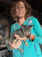 Kittens, Dieren en Toebehoren, Poes, Kortharig, 0 tot 2 jaar