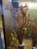 Rode aquarium plantjes geen co2 nodig, Ophalen, Nieuw, Plant(en), Steen of Hout