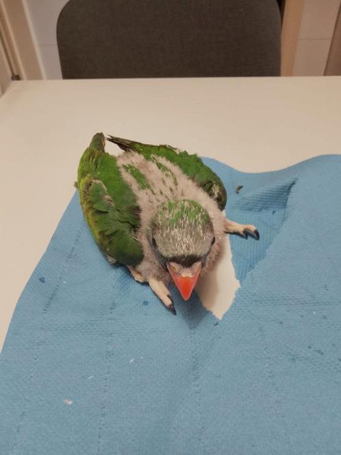 Tamme baby Derbyan Parkieten, Dieren en Toebehoren, Vogels | Parkieten en Papegaaien, Parkiet, Geslacht onbekend, Tam, Geringd