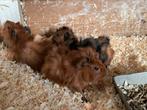 Jonge Cavia’s, Cavia, Juli, Meerdere dieren, Tam