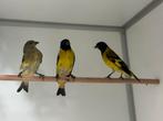 Zwartkopsijs - spinus magellanicus, Dieren en Toebehoren, Vogels | Overige Vogels, Meerdere dieren, Tropenvogel, Geringd
