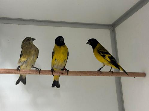 Zwartkopsijs - spinus magellanicus, Dieren en Toebehoren, Vogels | Overige Vogels, Tropenvogel, Meerdere dieren, Geringd