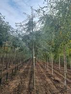 Pyrus salicifolia pendula treursierpeer bomen, Tuin en Terras, Planten | Bomen, Ophalen of Verzenden, Halfschaduw, Overige soorten