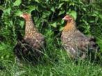 Bielefelder krielkippen., Dieren en Toebehoren, Pluimvee, Vrouwelijk, Kip