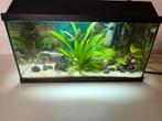 Aquarium met vissen, Dieren en Toebehoren, Vissen | Aquaria en Toebehoren, Ophalen, Zo goed als nieuw, Gevuld zoetwateraquarium