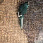 Kakariki popje, Vrouwelijk, Parkiet