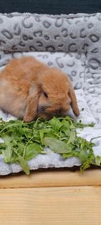 Voedster nhd mini hangoor konijntje 🩷🐰, Vrouwelijk, Dwerg, Hangoor