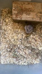 Hamsters, Ophalen of Verzenden